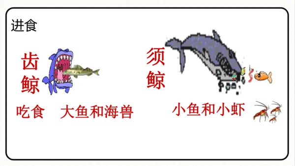 统编版语文五年级上册第五单元 习作例文《鲸》《风向袋的制作》 课件