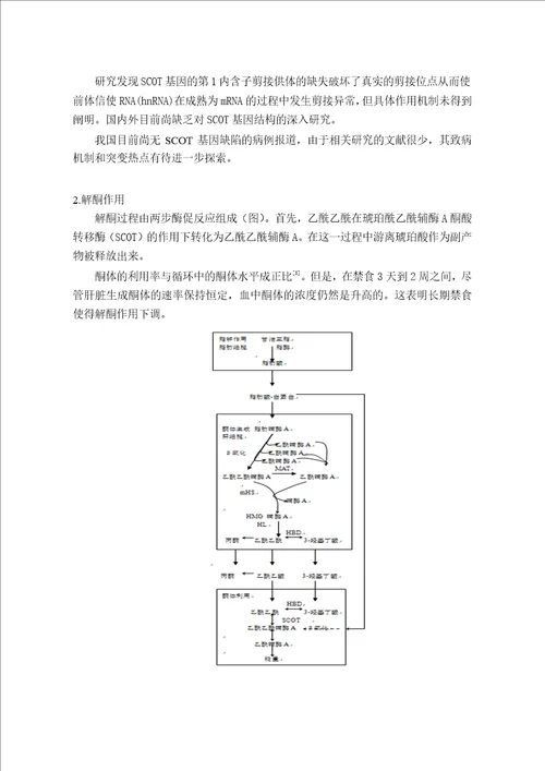 解酮障碍SCOT基因突变与临床研究儿科学专业论文