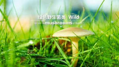 绿色植物野生菌类生长动态ppt