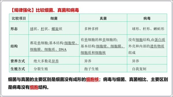 【人教八上生物期中复习考点梳理+临考押题】第四、五章 细菌、真菌和病毒（串讲课件）(共30张PPT)