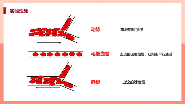 血流的管道，血管课件PPT模板.ppt