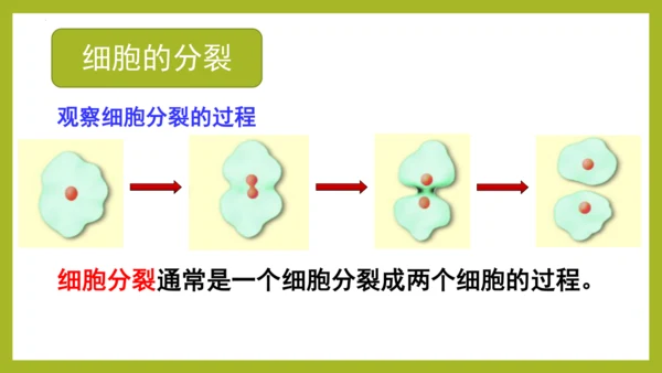 2.2.1细胞通过分裂产生新细胞课件2023--2024学年人教版生物七年级上册(共28张PPT)