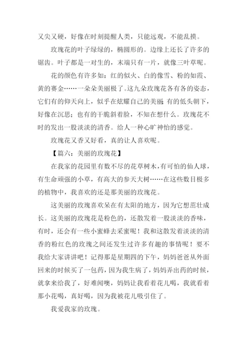 美丽的玫瑰花作文300字.docx