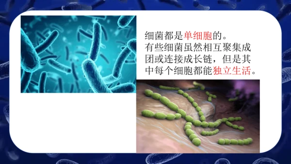 人教版生物七年级上册2.3.2《细菌》课件(共24张PPT)