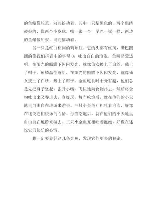 可爱的小金鱼作文350字.docx