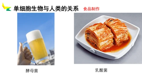 2.2.4 单细胞生物-2023-2024学年七年级生物上册优质教学课件（人教版）(共20张PPT)