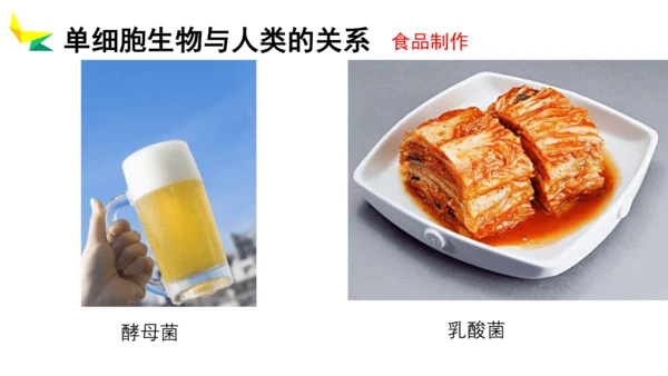 2.2.4 单细胞生物-2023-2024学年七年级生物上册优质教学课件（人教版）(共20张PPT)