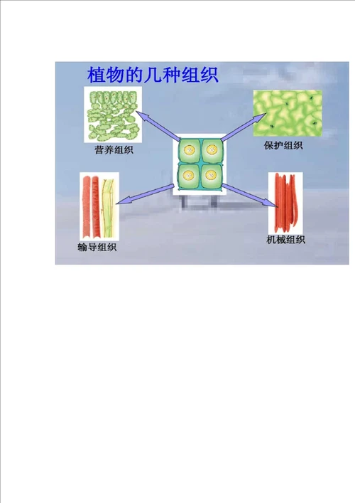 观察生物结构复习课件.