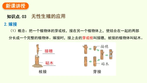 7.1.1植物的生殖-八年级生物人教版下学期同步精品课件(共33张PPT)