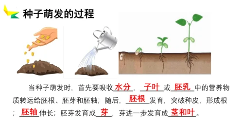 3.2.1 种子的萌发 2023-2024学年七年级生物上册精品教学课件（人教版）(共19张PPT)