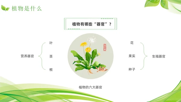 植物介绍简约绿色树叶花卉线条知识科普