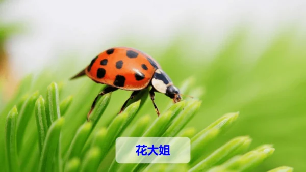 第4课《昆虫备忘录》（教学课件）