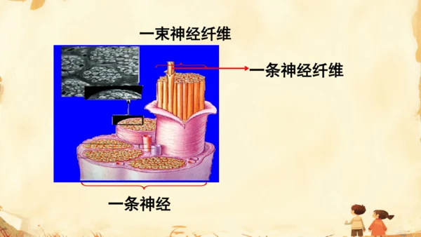 初中生物学人教版（新课程标准）七年级下册4.6.2 神经系统的组成课件(共18张PPT)