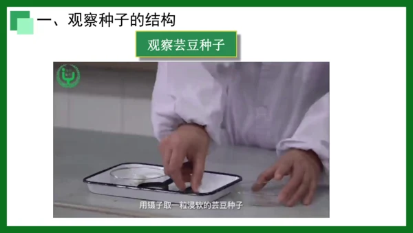 人教版（2024）七年级上册2.1.2 种子植物 课件(共32张PPT)+视频素材