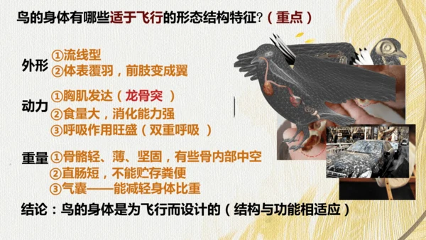 人教版 初中生物七年级上册2.2.2脊椎动物（鸟和哺乳动物）课件(共24张PPT)+ 视频素材