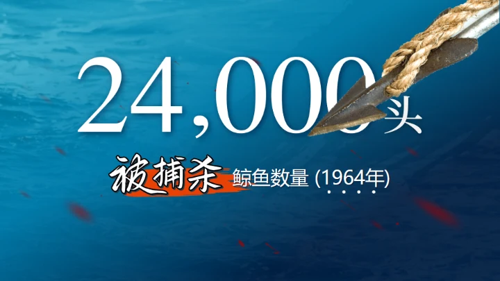 鲸落万物生鲸鱼知识讲座通用PPT模板