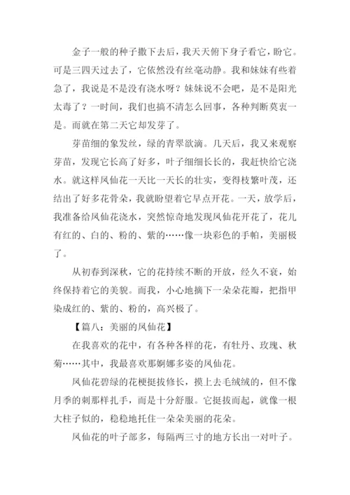 美丽的凤仙花作文.docx
