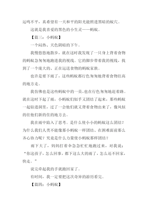 关于小蚂蚁的作文.docx