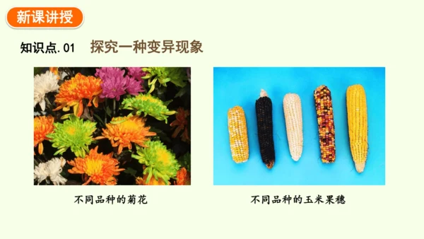 7.2.5生物的变异-八年级生物人教版下学期同步精品课件(共34张PPT)