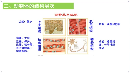 【2023秋人教七上生物期中复习考点梳理串讲+临考押题】第二章 细胞怎样构成生物体（串讲课件）(共2