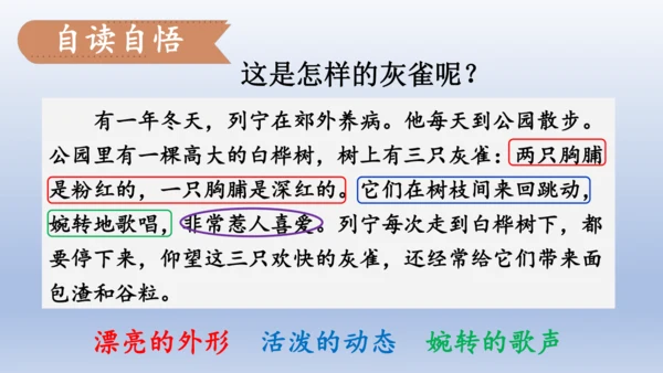 【同步课件】部编版语文三年级上册  25.灰雀（2课时）