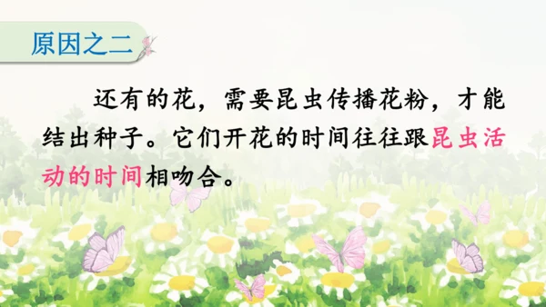 13《花钟》（课件）
