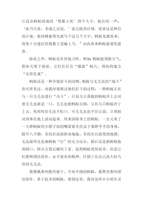 关于小蚂蚁的作文.docx