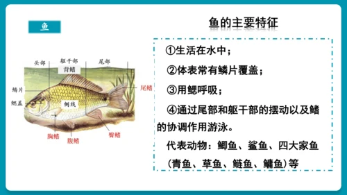 第一章动物的主要类群（复习课件）-八年级生物上册同步教学精制课件（人教版）(共25张PPT)