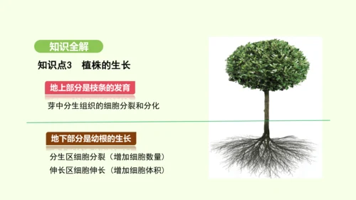 第三单元-第一章-第二节-植株的生长课件-2024-2025学年七年级生物下学期人教版(2024)(