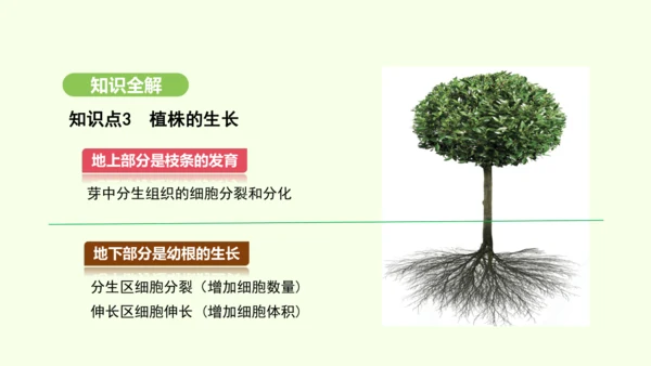第三单元-第一章-第二节-植株的生长课件-2024-2025学年七年级生物下学期人教版(2024)(