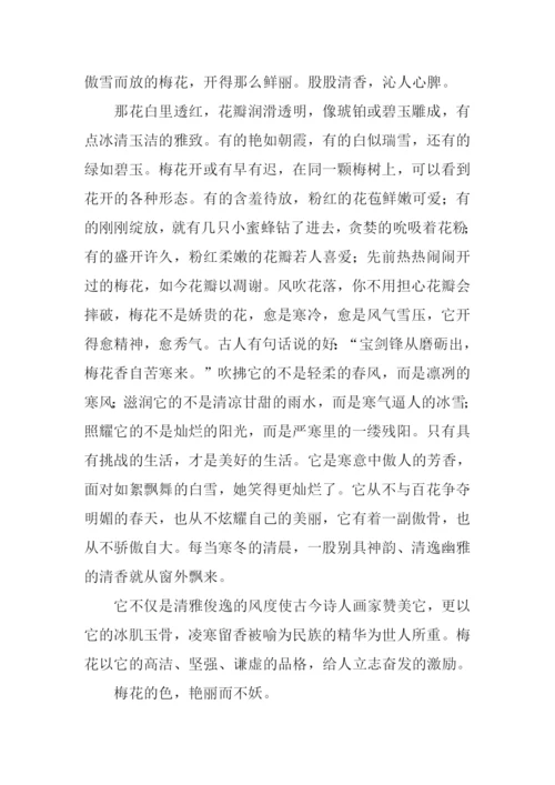 梅花的启示作文.docx