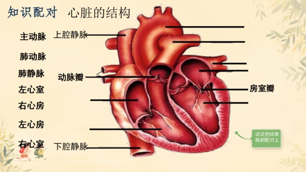 初中生物学>人教版（新课程标准）七年级下册4.4.3 输送血液的泵──心脏课件(共23张PPT)