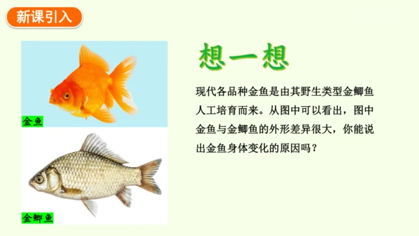 7.2.5生物的变异-八年级生物人教版下学期同步精品课件(共34张PPT)