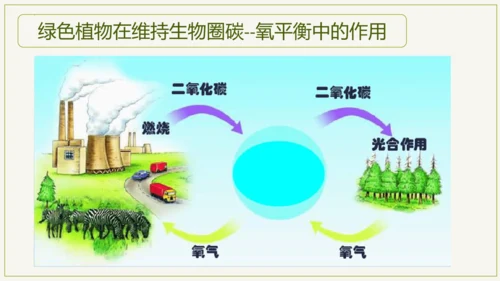 3.5.2 绿色植物的呼吸作用（课件）七年级生物上学期（人教版）(共32张PPT)