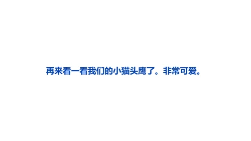 《黑夜狩猎者猫头鹰》