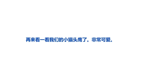 《黑夜狩猎者猫头鹰》