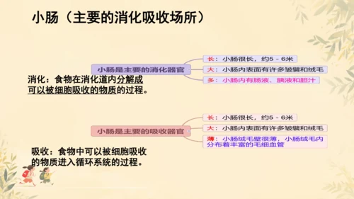 初中生物学人教版（新课程标准）七年级下册第4.2.2 消化和吸收课件(共21张PPT)