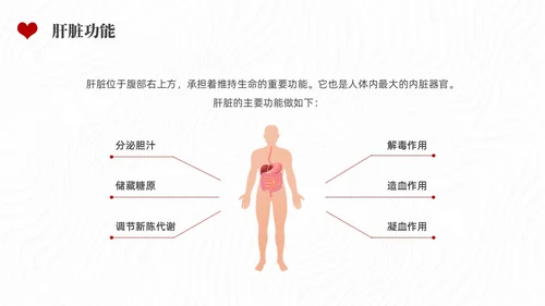 红色水彩简约插画全国爱肝日企业培训PPT课件