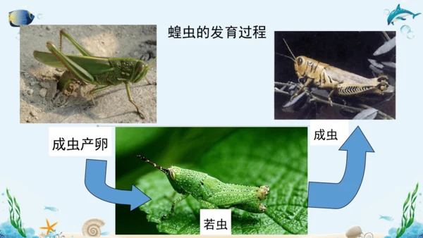 人教版八年级下册生物复习课件