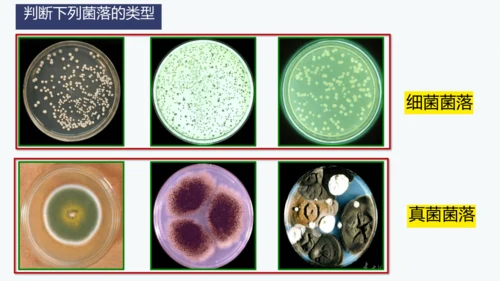 人教版生物七年级上册2.3.1《微生物的分布》课件(共22张PPT)+视频素材