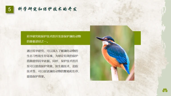 保护濒危野生动物通用PPT模板