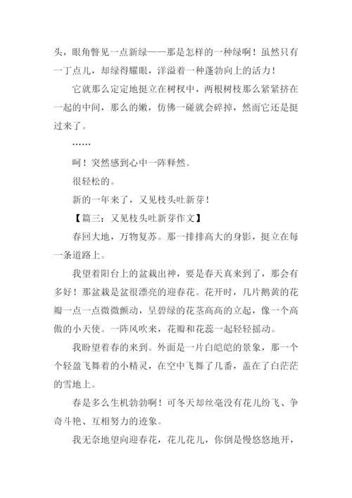 又见枝头吐新芽作文500字.docx