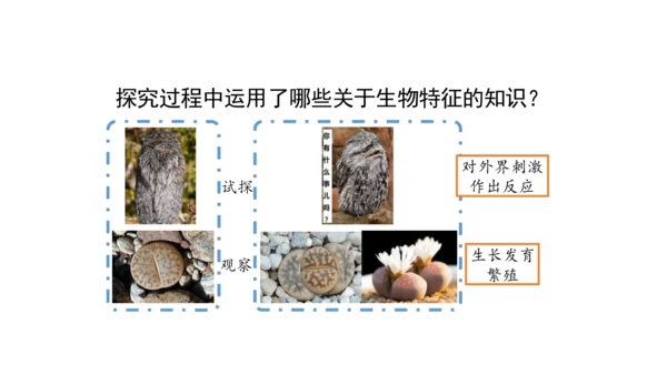 1.1.1 生物的特征 课件（共28张PPT）