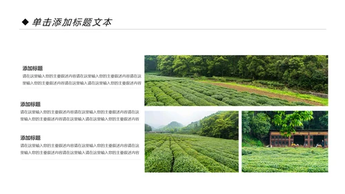 绿色清新茶园茶艺茶道文化动态PPT模板