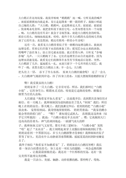 与白鹅有关的作文8篇范文精选