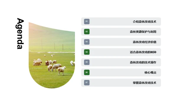 森林改培：绿色致富新途径