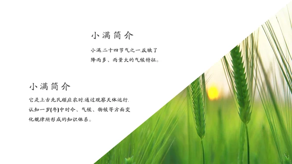 金色麦穗丰收的稻谷小满通用PPT模板