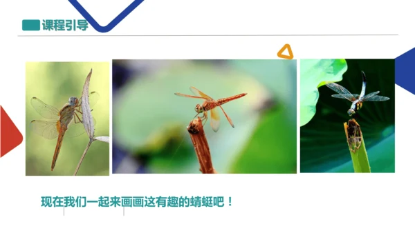 蜻蜓飞飞