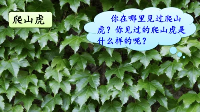 10 爬山虎的脚  课件