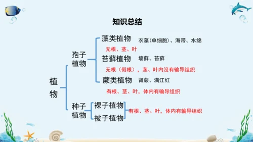 人教版七年级生物上册3.1《生物圈中有哪些绿色植物》复习课件（含25张ppt）